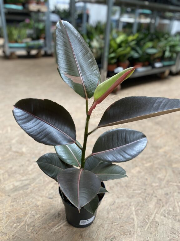 Zdjęcie rosliny doniczkowej Ficus elastica Pink Camouflage, ujęcie 1