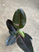 Zdjęcie rosliny doniczkowej Ficus elastica Pink Camouflage, ujęcie 2