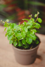 Zdjęcie rosliny doniczkowej Ficus pum. White Sunny, ujęcie 1
