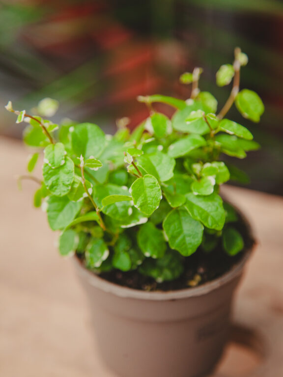 Zdjęcie rosliny doniczkowej Ficus pum. White Sunny, ujęcie 1