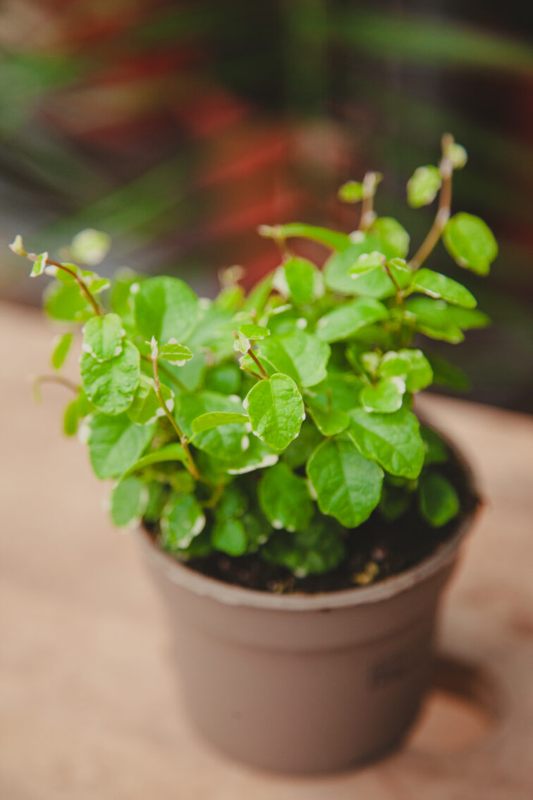 Zdjęcie rosliny doniczkowej Ficus pum. White Sunny, ujęcie 1