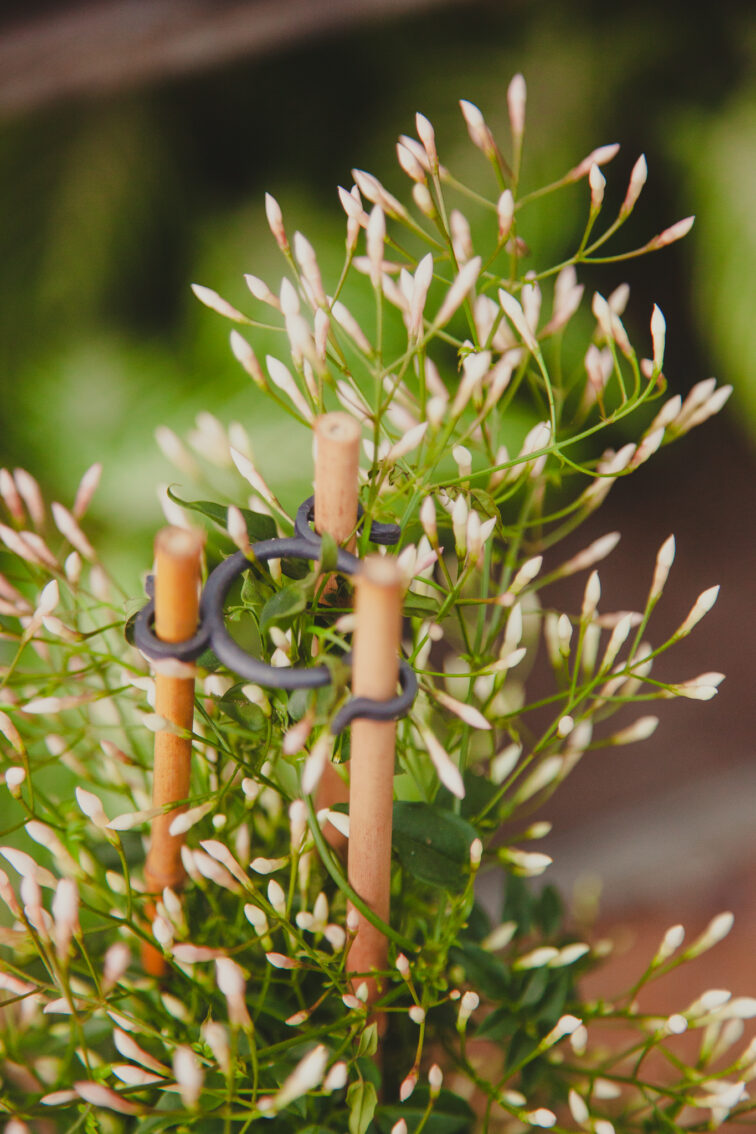 Zdjęcie rosliny doniczkowej Jasminum polyanthum (Jaśmin), ujęcie 2