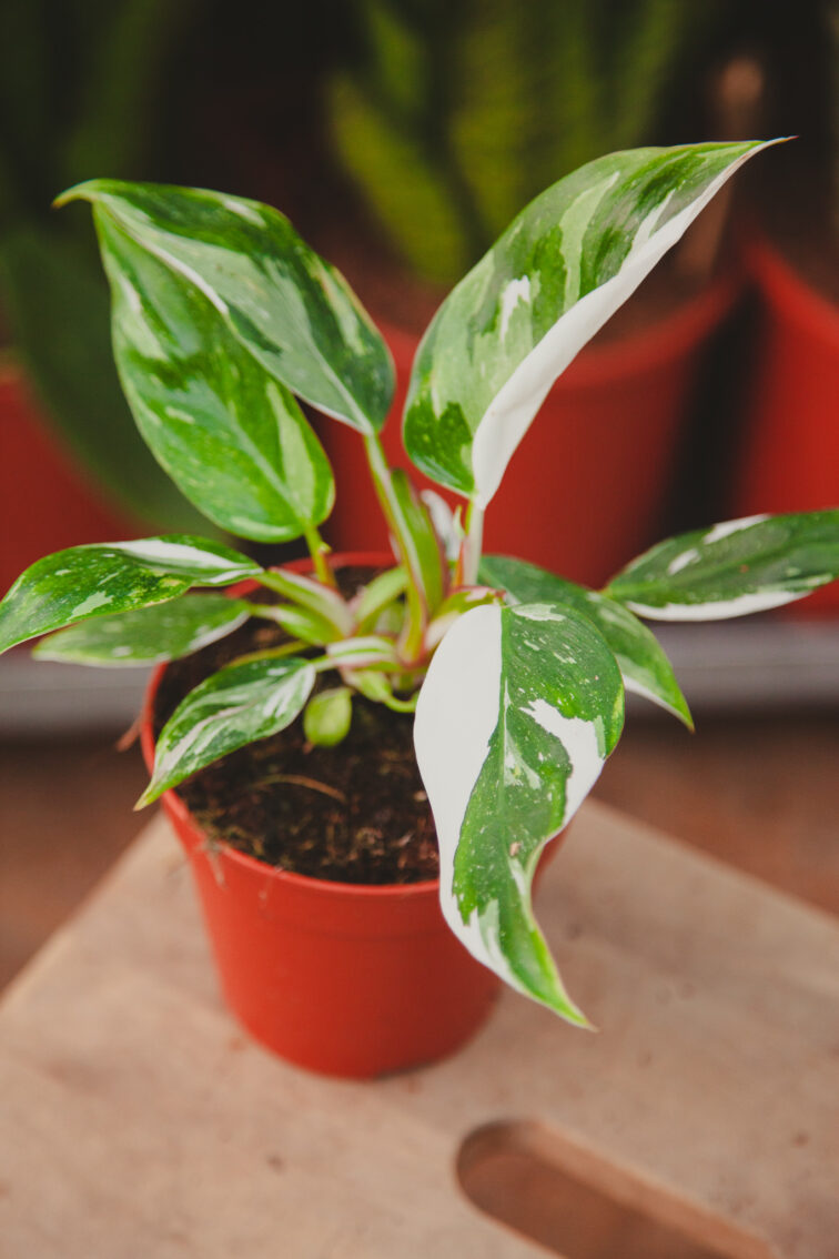 Zdjęcie rosliny doniczkowej Philodendron White Princess, ujęcie 1