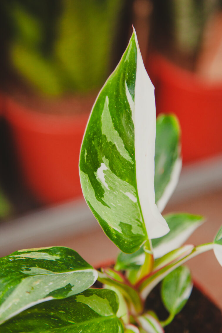 Zdjęcie rosliny doniczkowej Philodendron White Princess, ujęcie 2