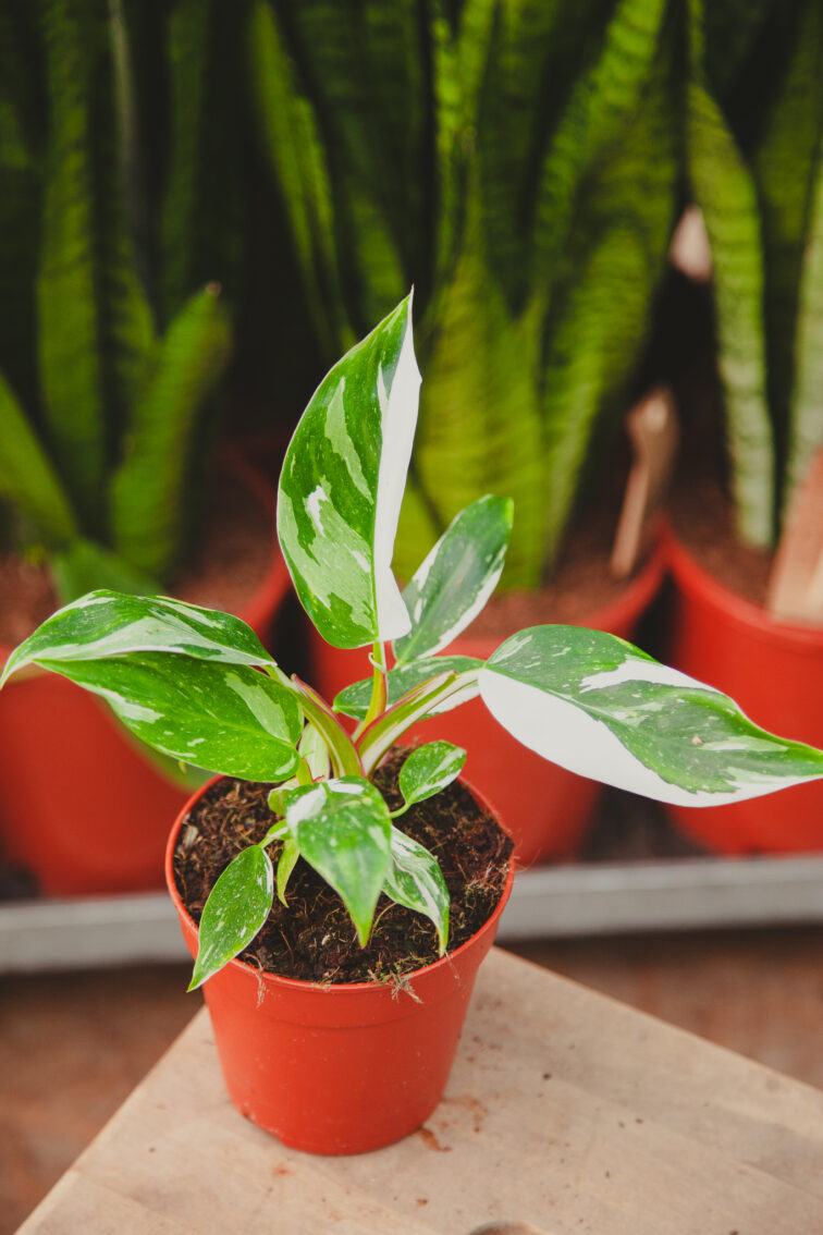 Zdjęcie rosliny doniczkowej Philodendron White Princess, ujęcie 3