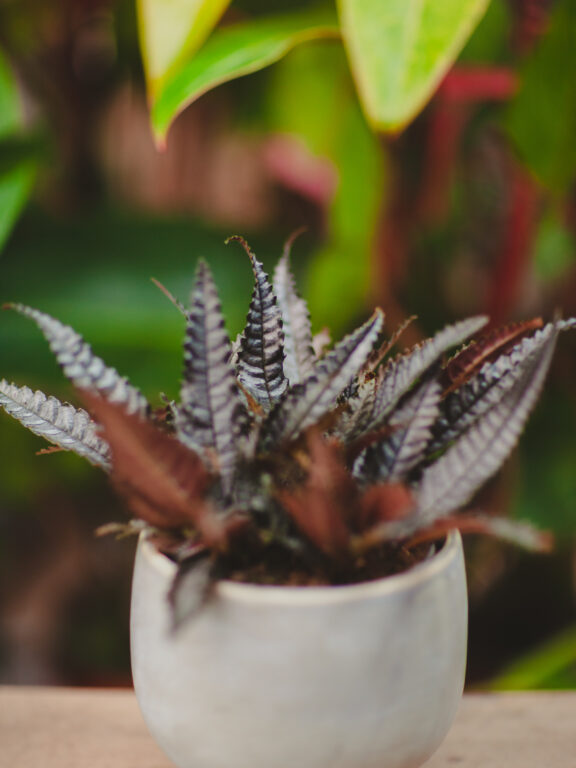Zdjęcie rosliny doniczkowej Pilea hitchcockii, ujęcie 1