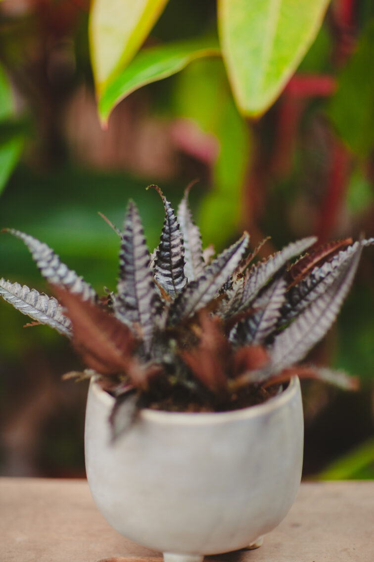 Zdjęcie rosliny doniczkowej Pilea hitchcockii, ujęcie 1