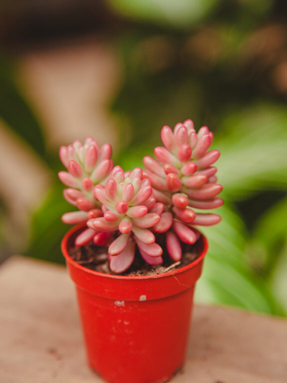 Zdjęcie rosliny doniczkowej Sedum rubrotinctum Aurora, ujęcie 1