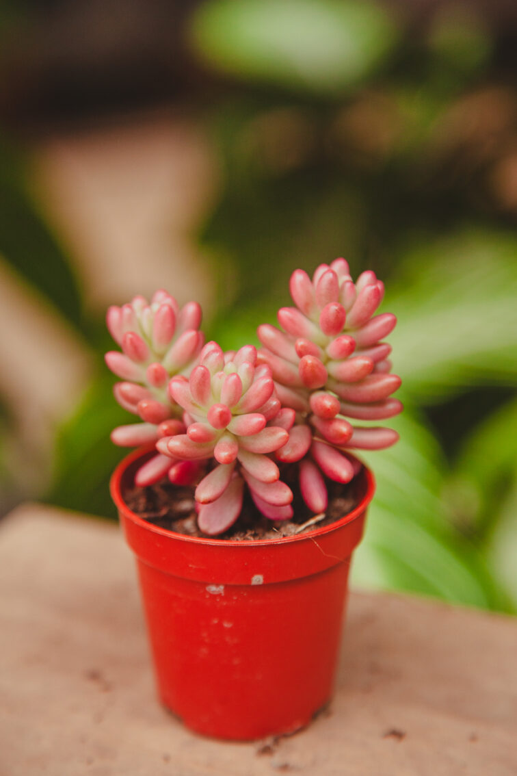 Zdjęcie rosliny doniczkowej Sedum rubrotinctum Aurora, ujęcie 1