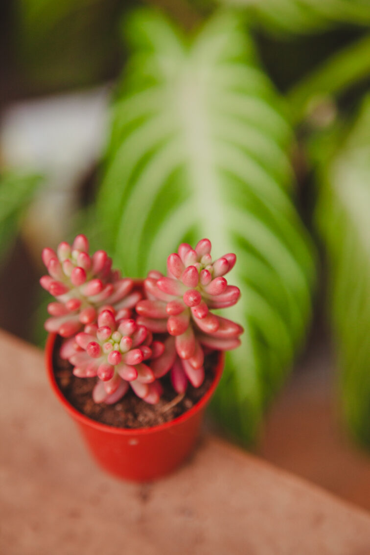 Zdjęcie rosliny doniczkowej Sedum rubrotinctum Aurora, ujęcie 2