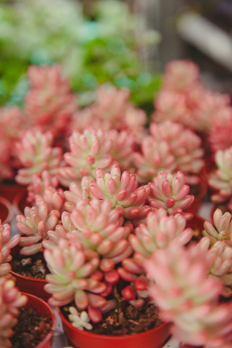 Zdjęcie rosliny doniczkowej Sedum rubrotinctum Aurora, ujęcie 3
