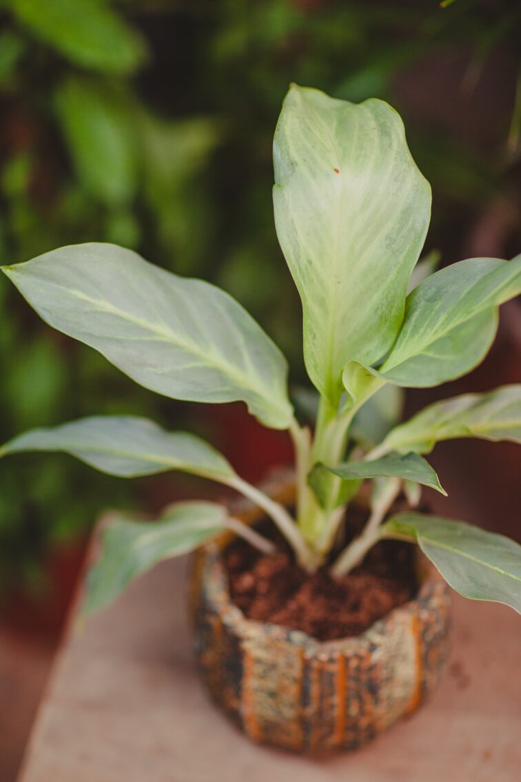 Zdjęcie rosliny doniczkowej Aglaonema 'Aqua green', ujęcie 1