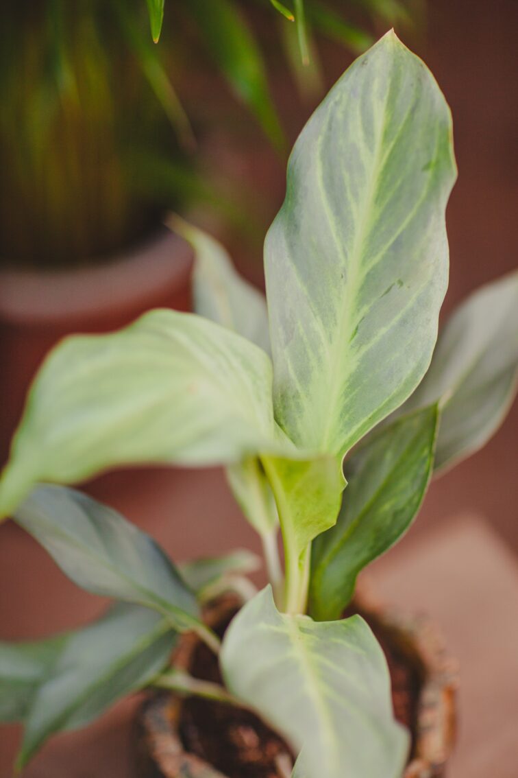 Zdjęcie rosliny doniczkowej Aglaonema 'Aqua green', ujęcie 2