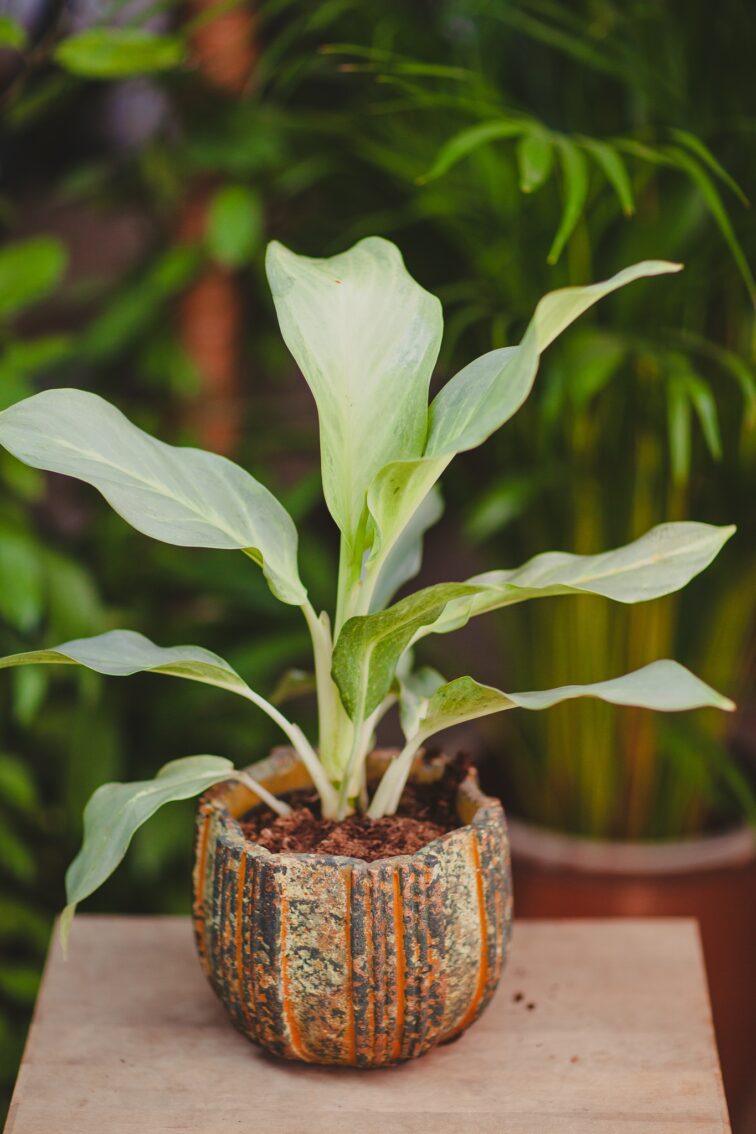 Zdjęcie rosliny doniczkowej Aglaonema 'Aqua green', ujęcie 3