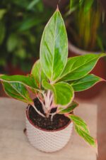 Zdjęcie rosliny doniczkowej Aglaonema Jungle Shadows, ujęcie 1