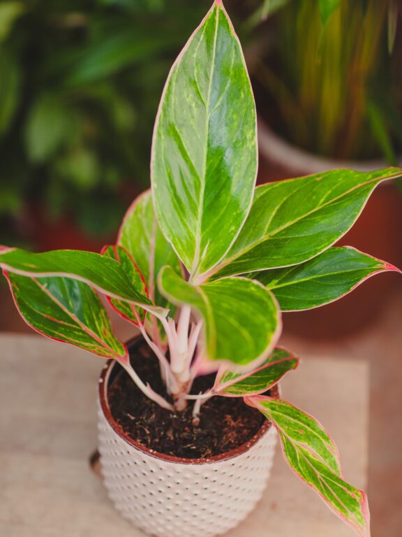 Zdjęcie rosliny doniczkowej Aglaonema Jungle Shadows, ujęcie 1