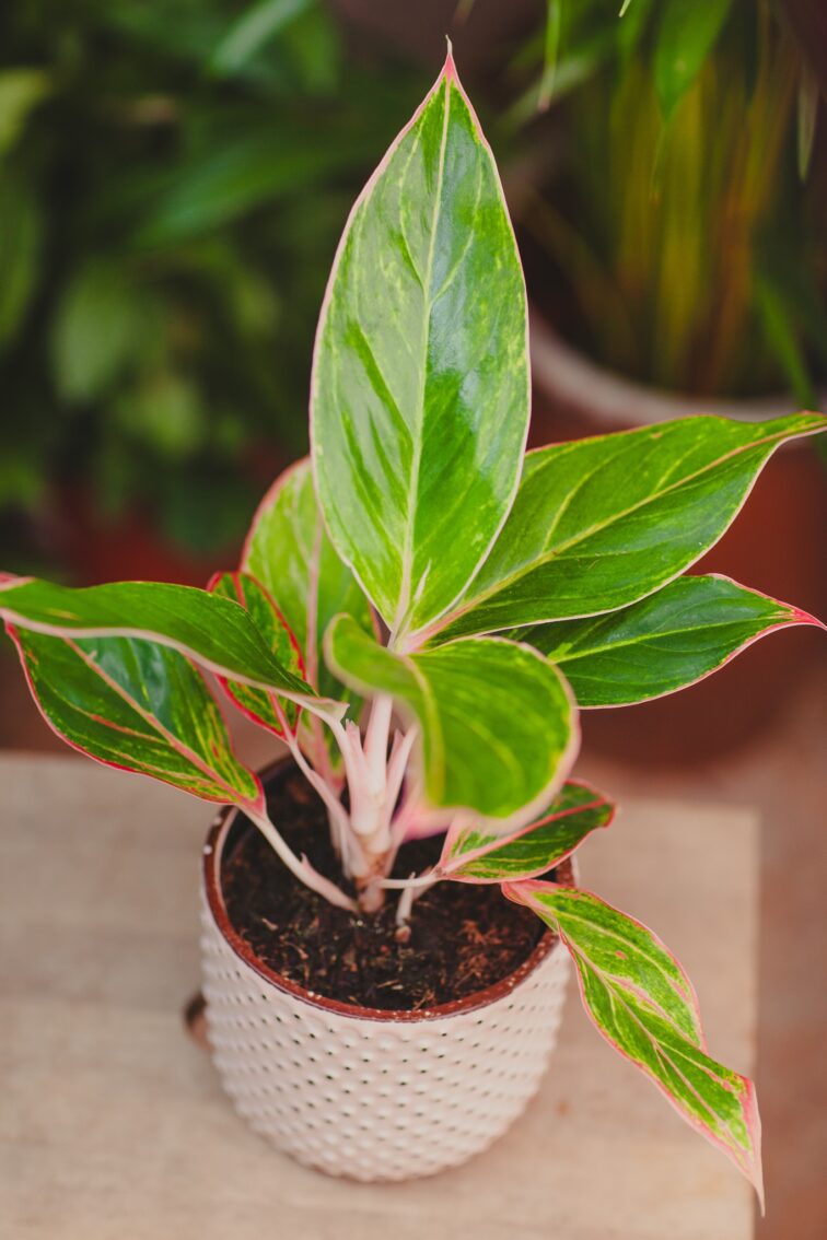 Zdjęcie rosliny doniczkowej Aglaonema Jungle Shadows, ujęcie 1
