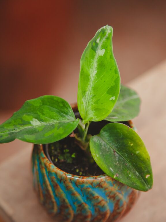 Zdjęcie rosliny doniczkowej Aglaonema pictum tricolor, ujęcie 1