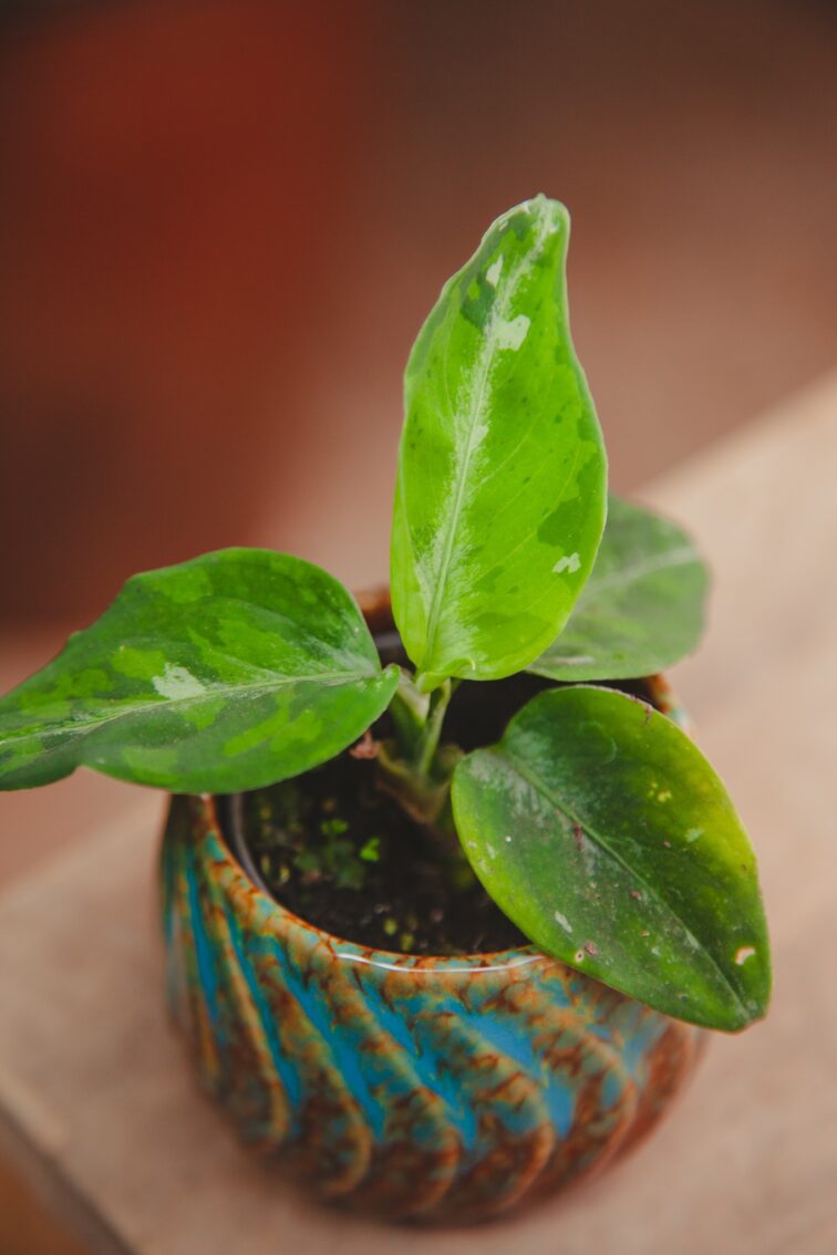 Zdjęcie rosliny doniczkowej Aglaonema pictum tricolor, ujęcie 1
