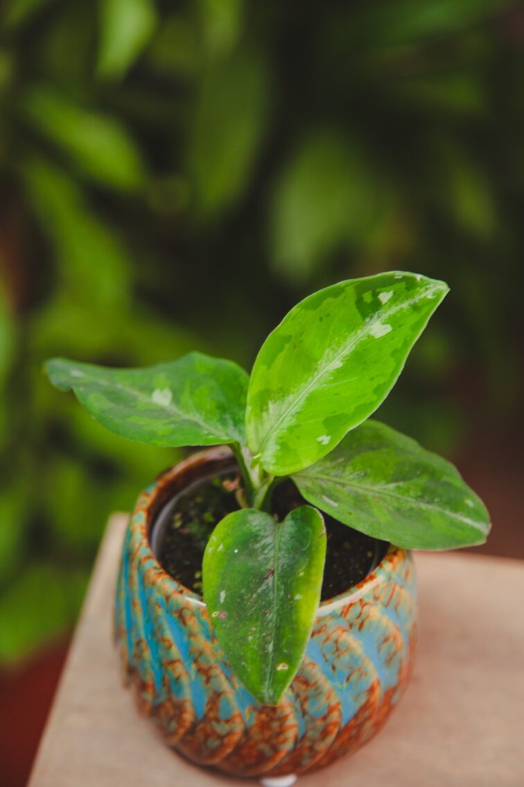 Zdjęcie rosliny doniczkowej Aglaonema pictum tricolor, ujęcie 2