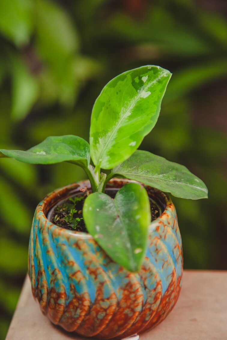 Zdjęcie rosliny doniczkowej Aglaonema pictum tricolor, ujęcie 3
