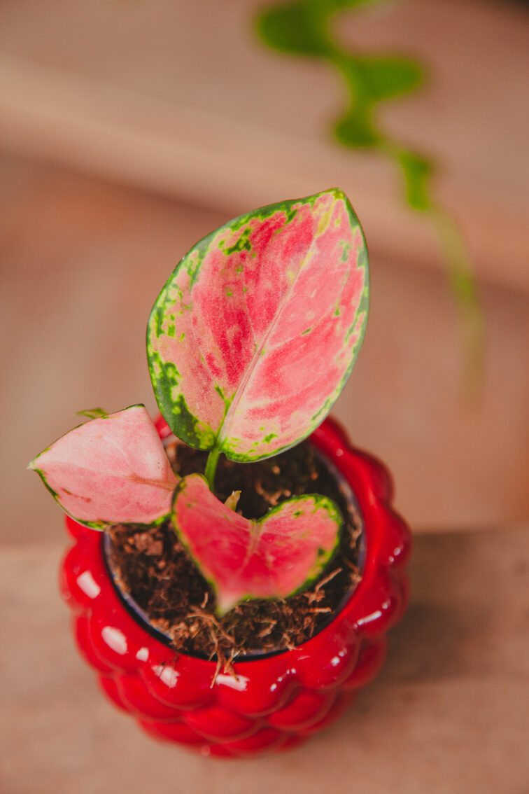 Zdjęcie rosliny doniczkowej Aglaonema Pink Promise, ujęcie 1