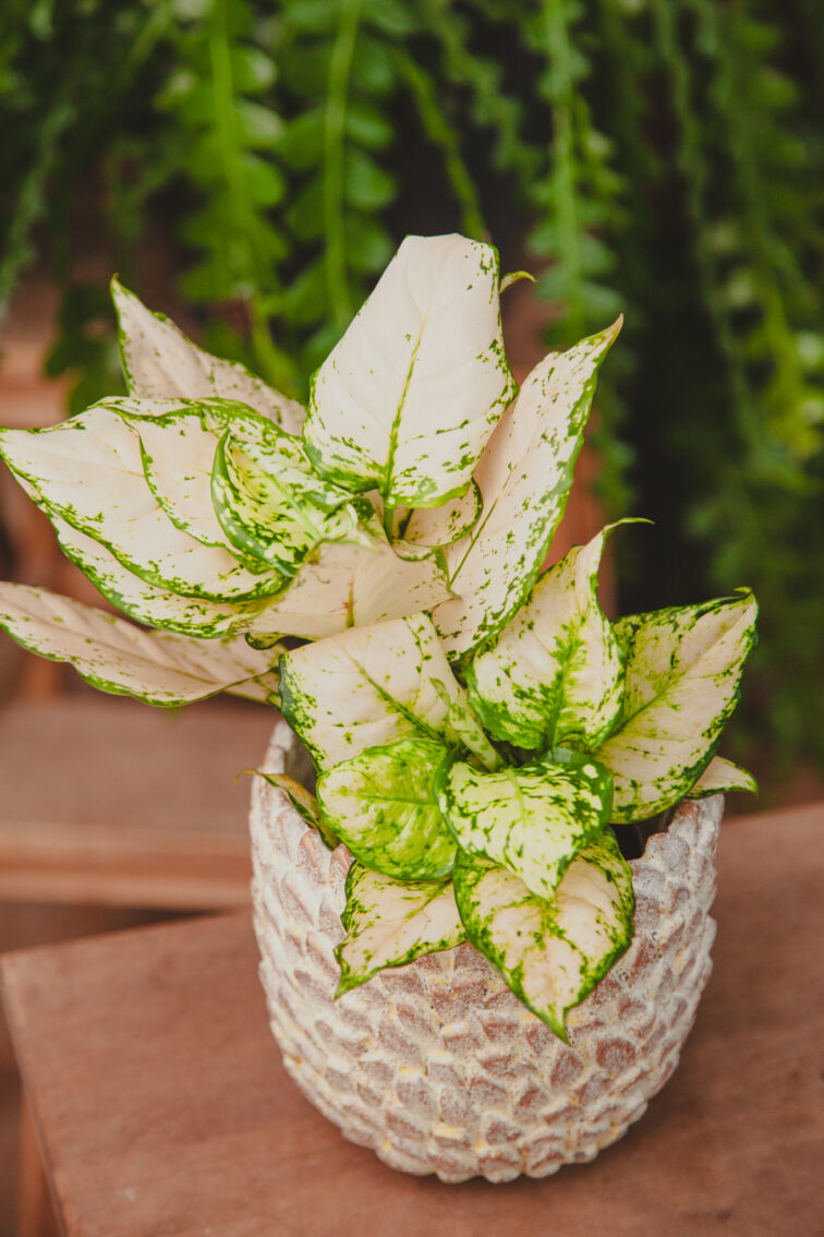 Zdjęcie rosliny doniczkowej Aglaonema White Kiwi, ujęcie 2
