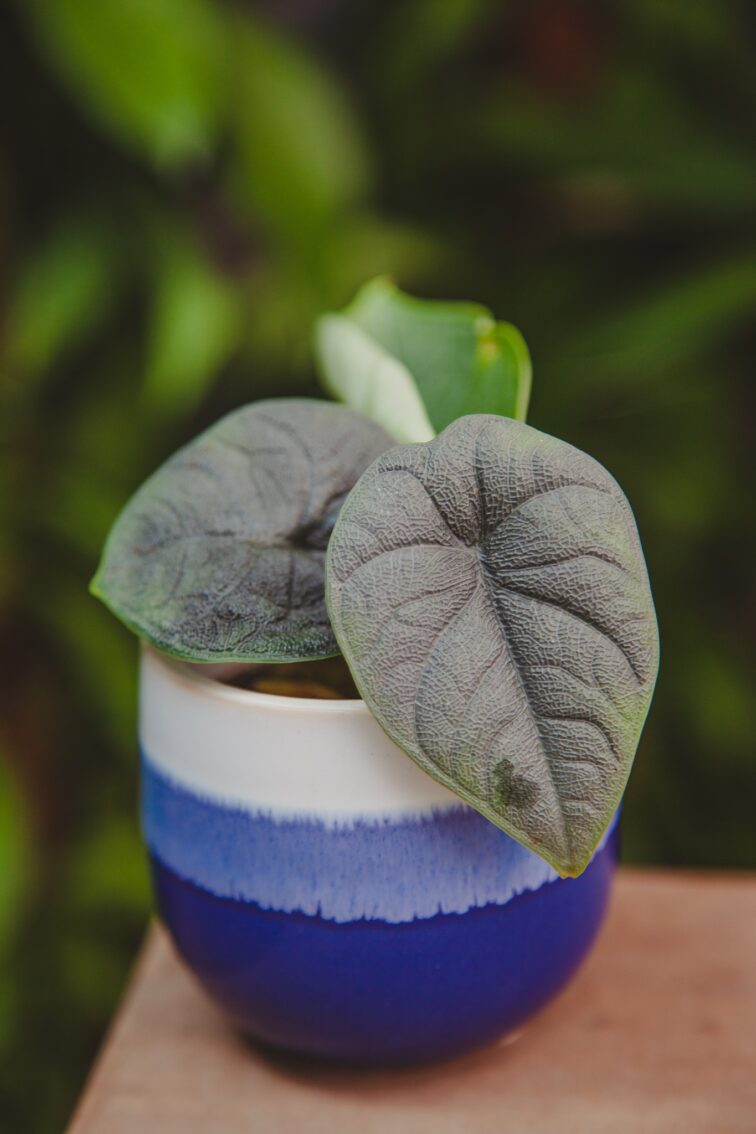 Zdjęcie rosliny doniczkowej Alocasia Melo, ujęcie 1