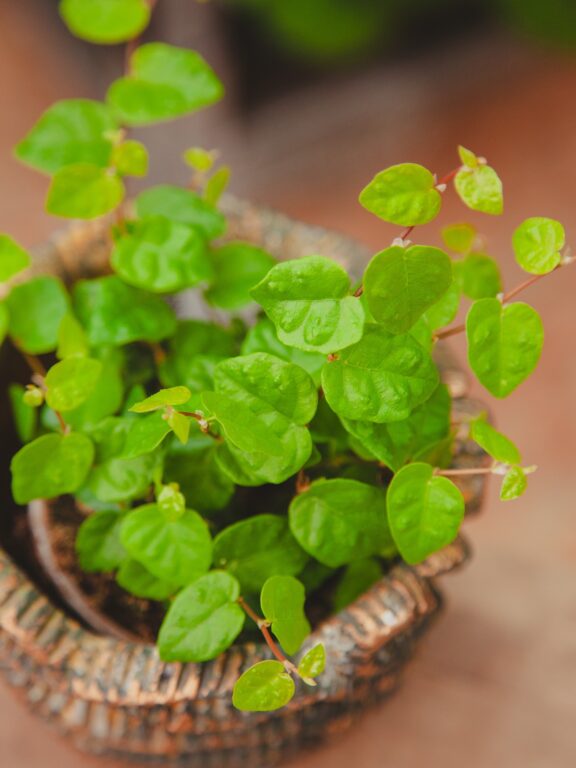 Zdjęcie rosliny doniczkowej Ficus pumila Green Sunny, ujęcie 1