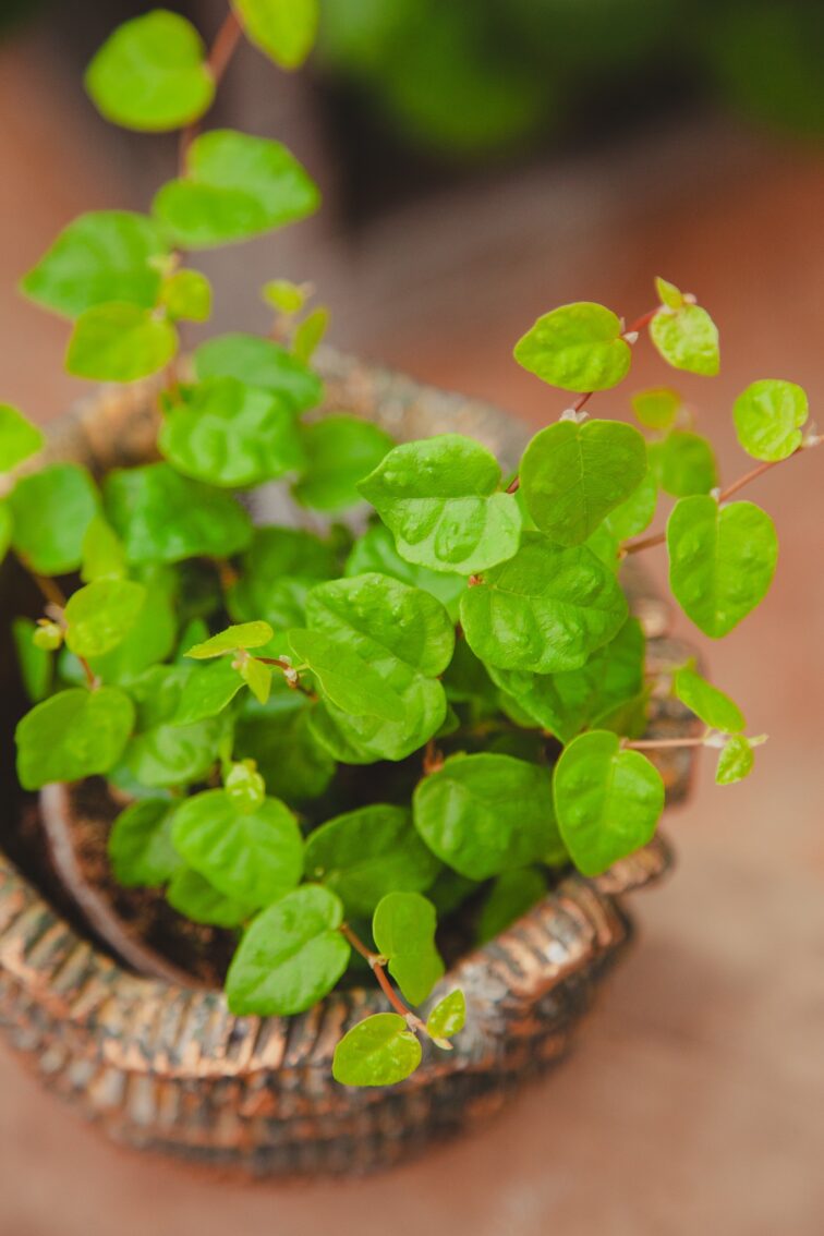 Zdjęcie rosliny doniczkowej Ficus pumila Green Sunny, ujęcie 1