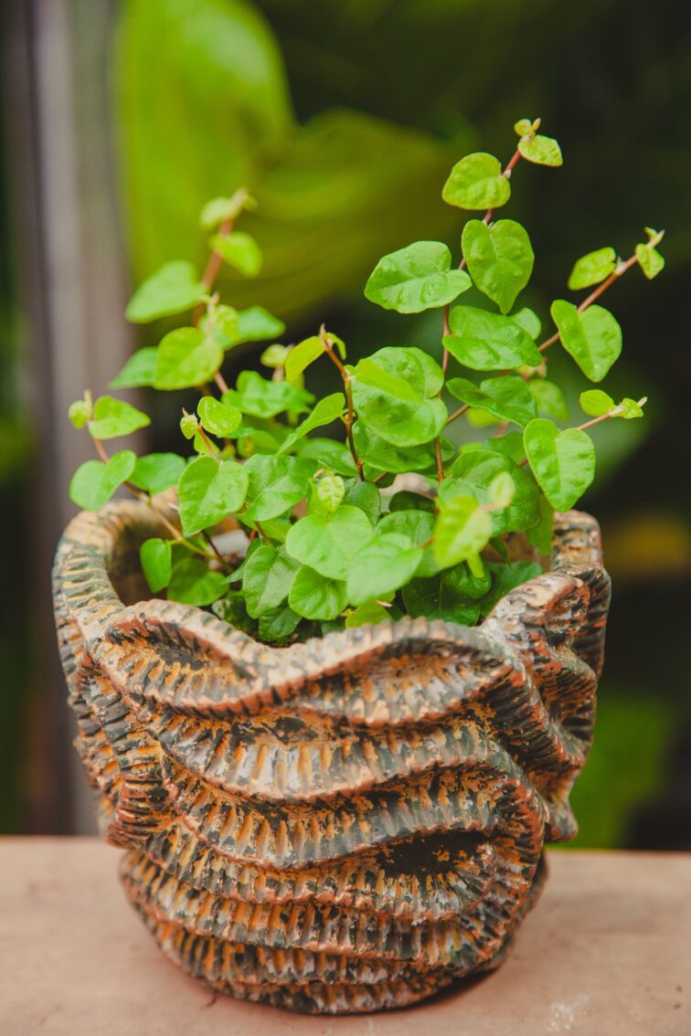 Zdjęcie rosliny doniczkowej Ficus pumila Green Sunny, ujęcie 2