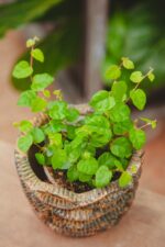 Zdjęcie rosliny doniczkowej Ficus pumila Green Sunny, ujęcie 3