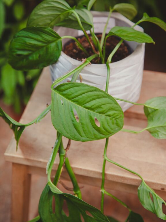 Zdjęcie rosliny doniczkowej Monstera Acuminata, ujęcie 1