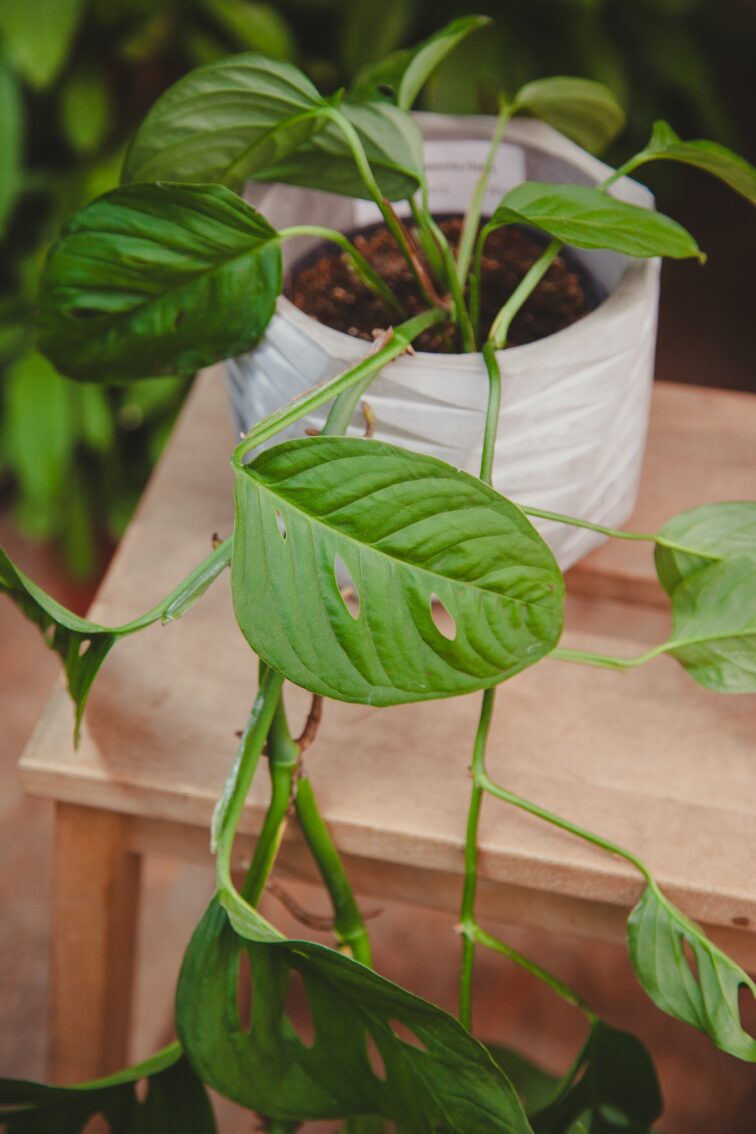 Zdjęcie rosliny doniczkowej Monstera Acuminata, ujęcie 1