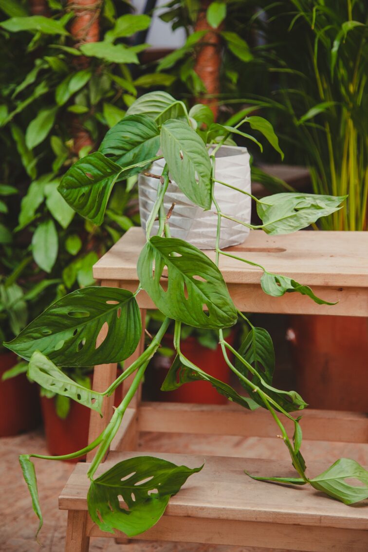 Zdjęcie rosliny doniczkowej Monstera Acuminata, ujęcie 2
