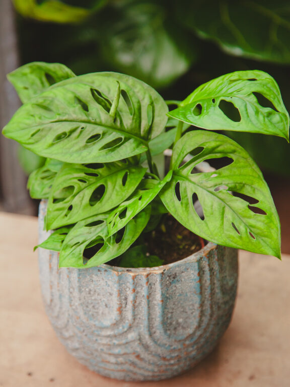 Zdjęcie rosliny doniczkowej Monstera Monkey Mask, ujęcie 1