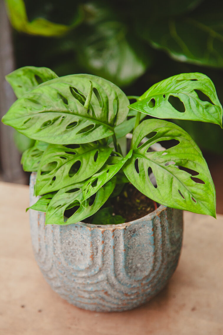 Zdjęcie rosliny doniczkowej Monstera Monkey Mask, ujęcie 1