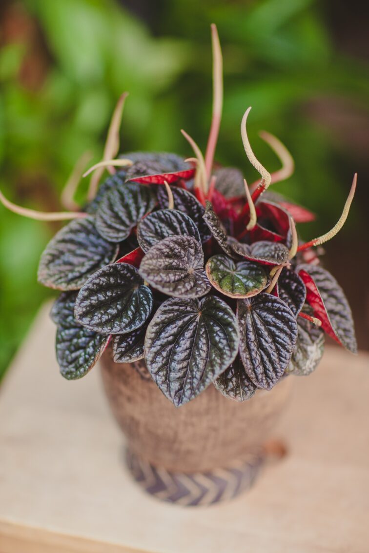 Zdjęcie rosliny doniczkowej Peperomia Chocolat, ujęcie 1