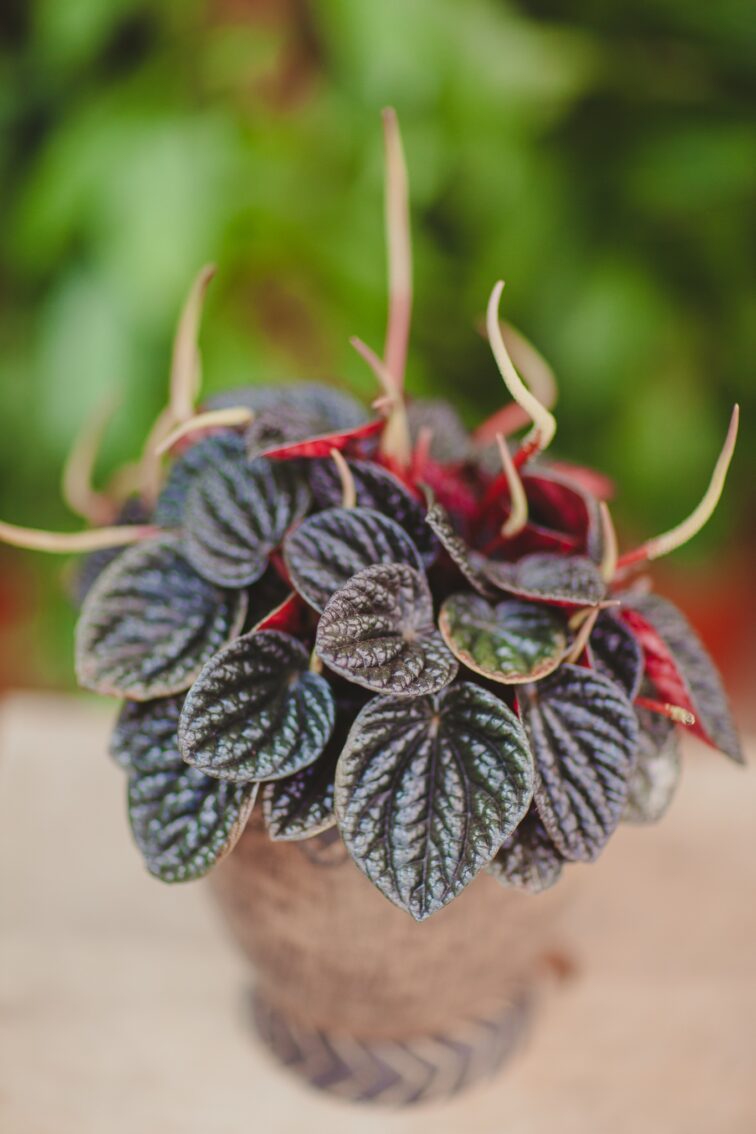 Zdjęcie rosliny doniczkowej Peperomia Chocolat, ujęcie 3