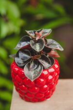 Zdjęcie rosliny doniczkowej Peperomia Colombiana, ujęcie 1