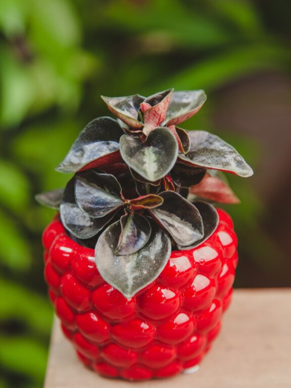 Zdjęcie rosliny doniczkowej Peperomia Colombiana, ujęcie 1
