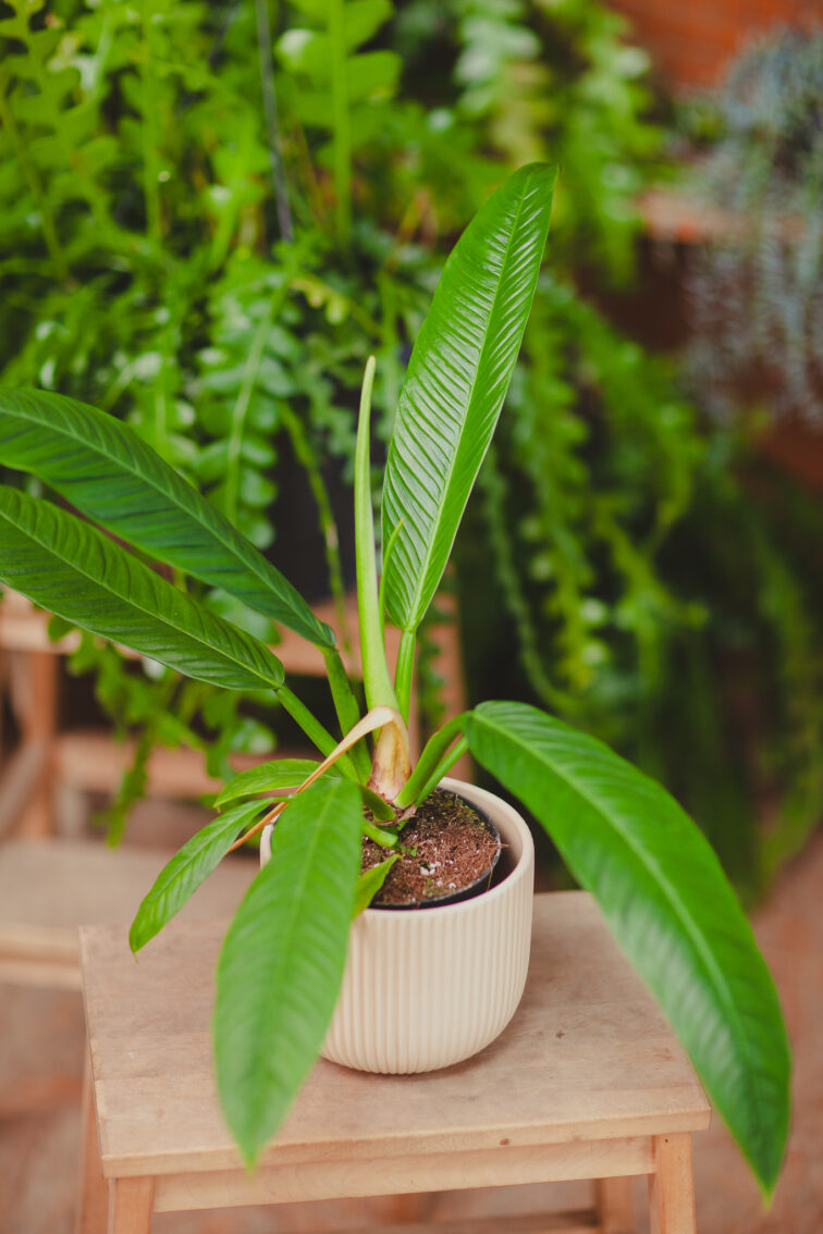 Zdjęcie rosliny doniczkowej Philodendron campii Lynette, ujęcie 1