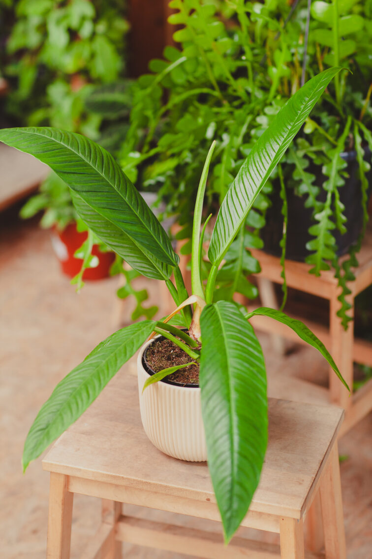 Zdjęcie rosliny doniczkowej Philodendron campii Lynette, ujęcie 3