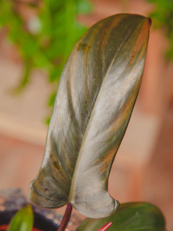 Zdjęcie rosliny doniczkowej Philodendron Florida Bronze, ujęcie 1