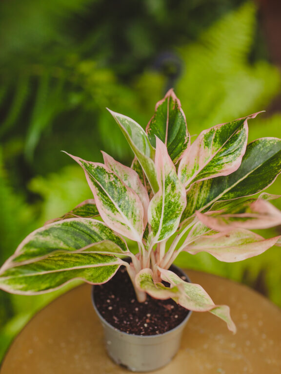 Zdjęcie rosliny doniczkowej Aglaonema Lipstick pink, ujęcie 1
