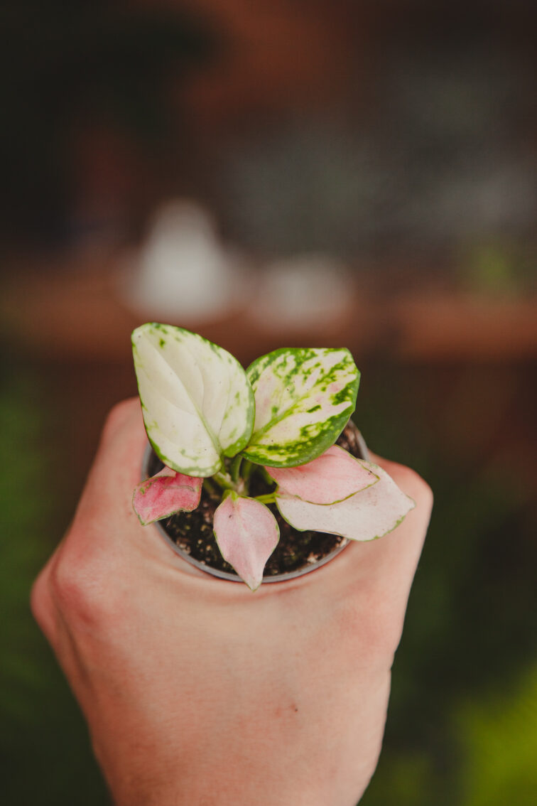 Zdjęcie rosliny doniczkowej Aglaonema Red Valentine, ujęcie 2
