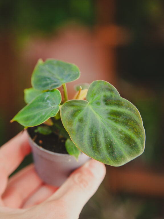 Zdjęcie rosliny doniczkowej Philodendron Verrucosum, ujęcie 1