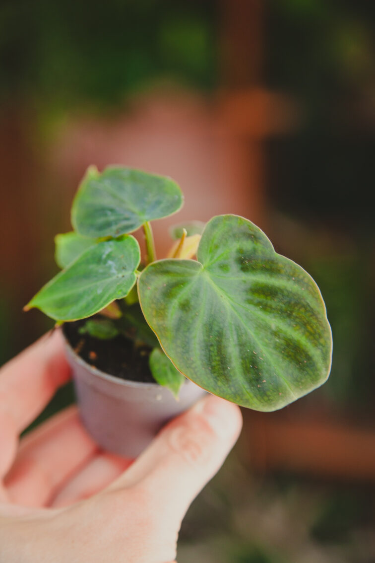 Zdjęcie rosliny doniczkowej Philodendron Verrucosum, ujęcie 1