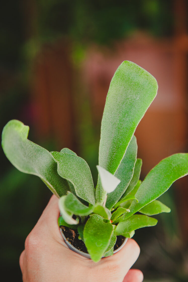 Zdjęcie rosliny doniczkowej Platycerium bifurcatum (Łosie rogi), ujęcie 1
