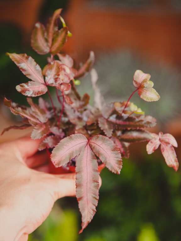 Zdjęcie rosliny doniczkowej Pteris cretica albolineata "Make Up" (Orliczka kreteńska), ujęcie 1